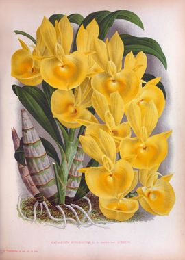 Vintage Lush Yellow Orchid