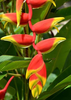 ginger blossom