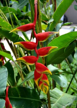 ginger flower