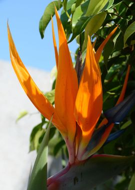 bird of paradise