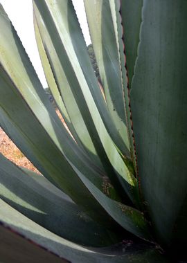 agave close up