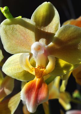 orchid yellow orange