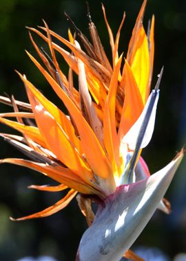 bird of paradise