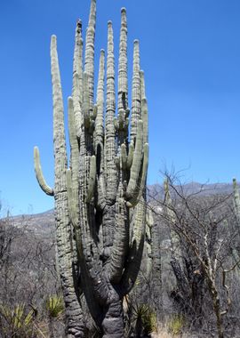 old cactus