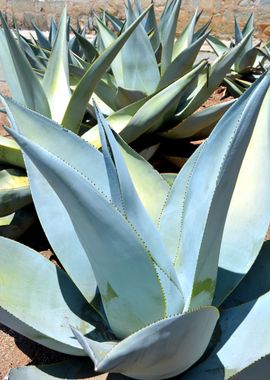 agave