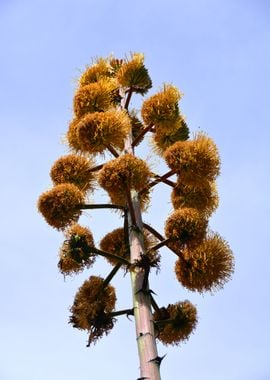 agave flower blossom