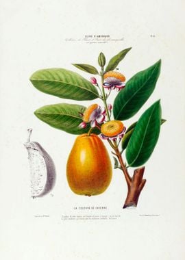 Le Couyave Pear Botanical