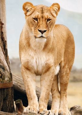 Panthera leo