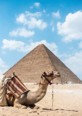 Egypt pyramids with Camel