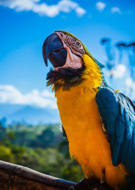 Blue Parrot Papagei