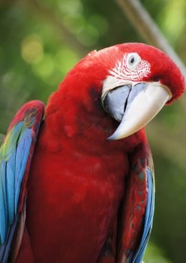 Red Parrot Bird Papagei