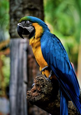 Blue Parrot sit on tree