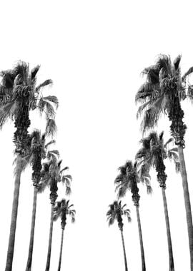 Bohemian Palms 1