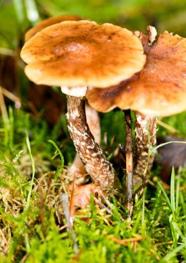 Trippy mushrooms close up