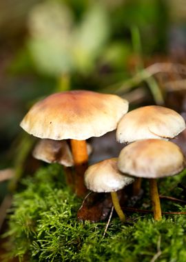 Trippy mushrooms close up