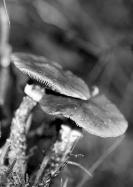 Mushrooms black and white