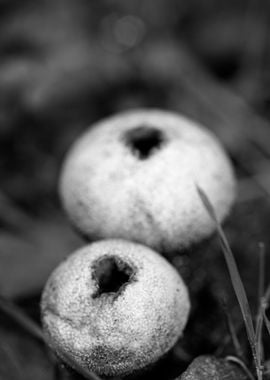 Mushrooms black and white