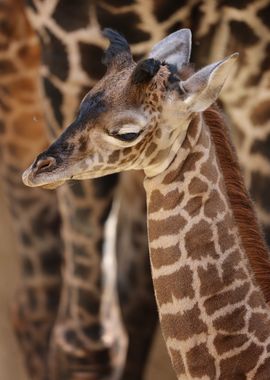 Camouflage Giraffe