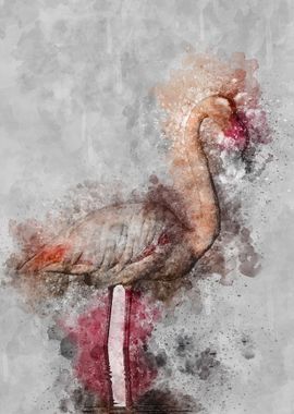 Flamingo