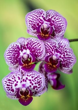 orchid Flower