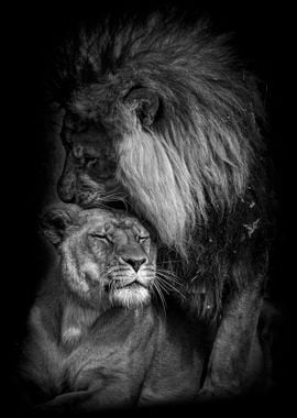 wild Lions love black 