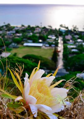 Sunrise Flower