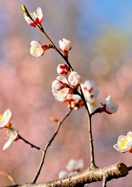 Japanese Apricot On Pink