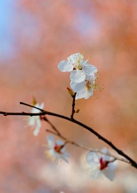 Grand Japanese Apricot