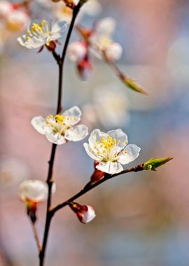 Japanese Apricot Blossoms