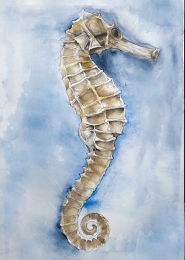 Desiccated Seahorse