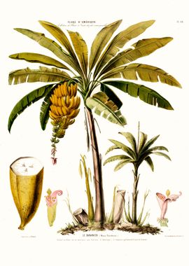 Le Bananier Tropical Tree