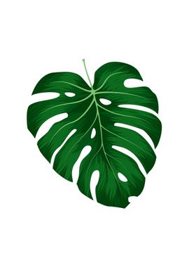 Monstera Deliciosa Leaf