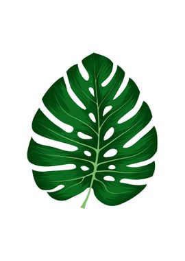 Monstera Deliciosa Leaf