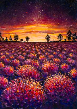 Lavender field at sunset