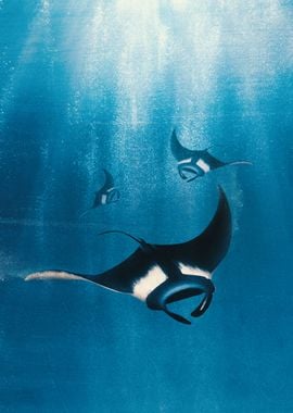 Manta Ray