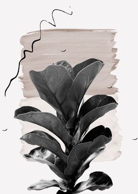 Fiddle Leaf Naturelle 2 