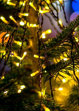 Spruce Tree Illumination