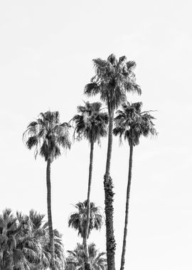 Palm Trees in the sun