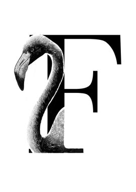 F is for Flamingo