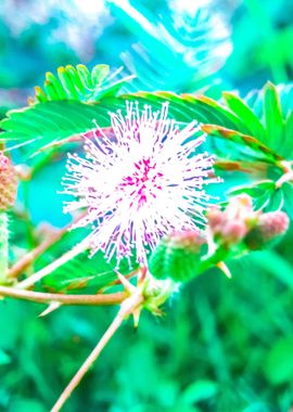 Fireworks Flower