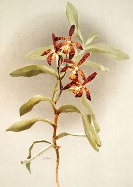 Arachnanthe Clarkei