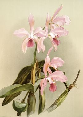 Cattleya Victoria Regina