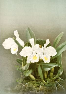 Cattleya Trianae Alba