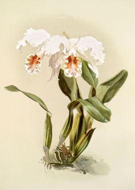 Cattleya Mossiae Reineckia