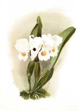 Cattleya Schroederoe Alba