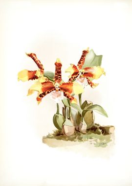 Odontoglossum Grande