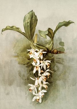 Swains Coelogyne Orchid