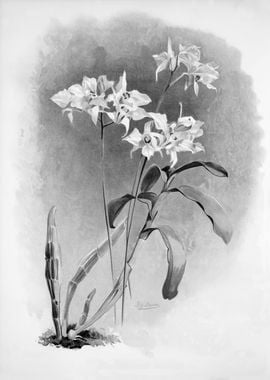 Orchids 1894 Black White