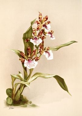 Zygopetalum Crinitum