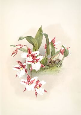 Odontoglossum Rossii